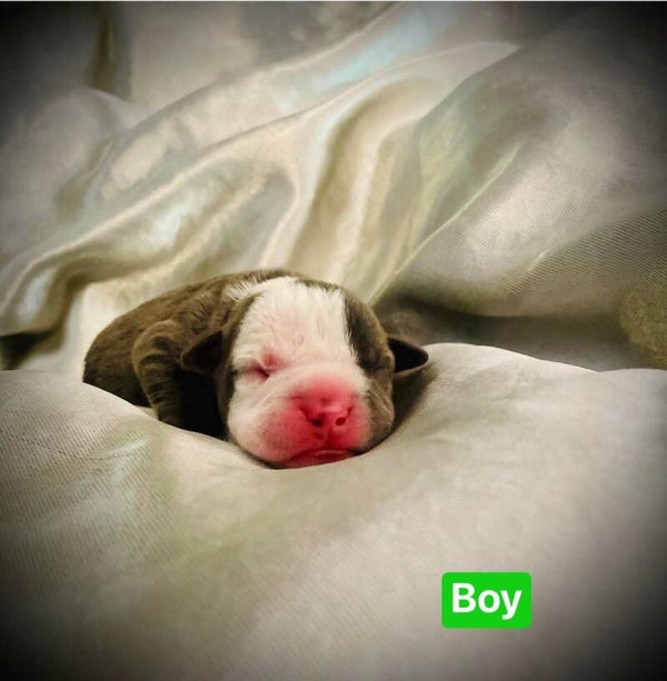 ABKC American Bully (Ghost face)