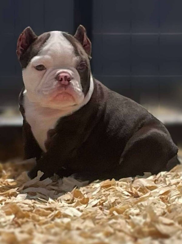 Micro Bully