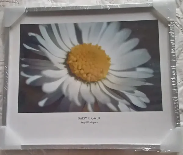 Cadre vitrine DAISY FLOWER