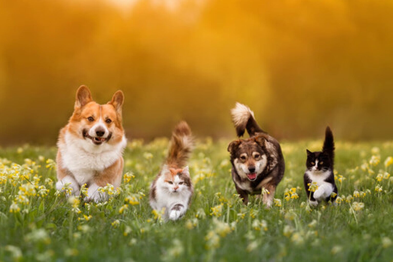 Companion Pet Care Package