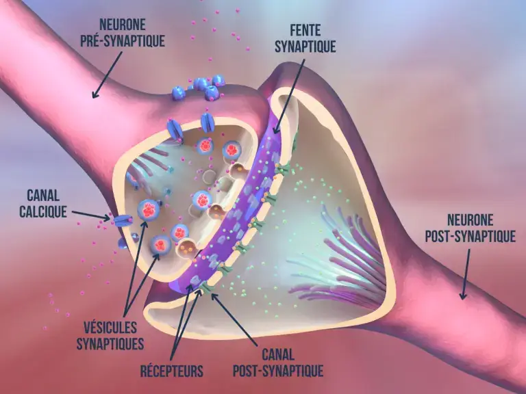 Un potentiel d’action voyageant le long d’un neurone, déclenchant la libération des neurotransmetteurs dans la synapse.