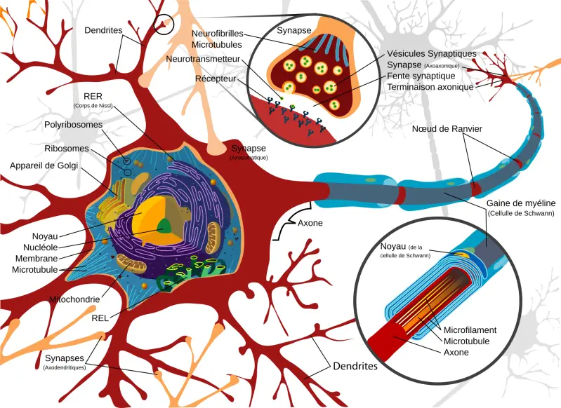 Schémas d'un neurone avec des neurotransmetteurs passant de l’un à l’autre à travers la fente synaptique.
