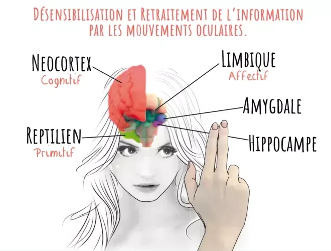 Zones du cerveau impliquées dans le traitement EMDR
