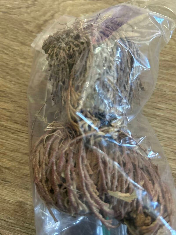 Rose of Jericho