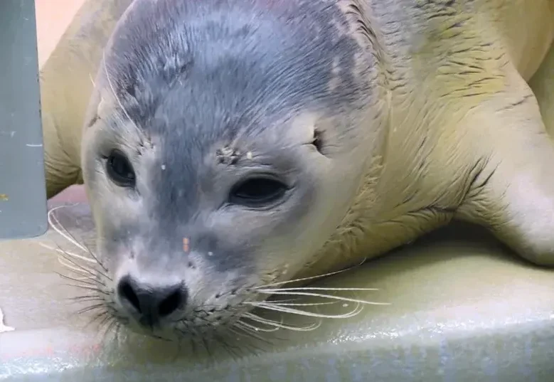 zeehond liggend op grond, Sealife, Blankenberge, België