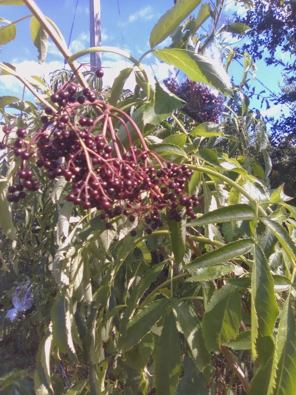 Dehydrated elderberries (sambucus canadensis)
