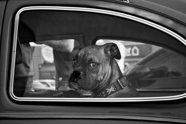Le chien