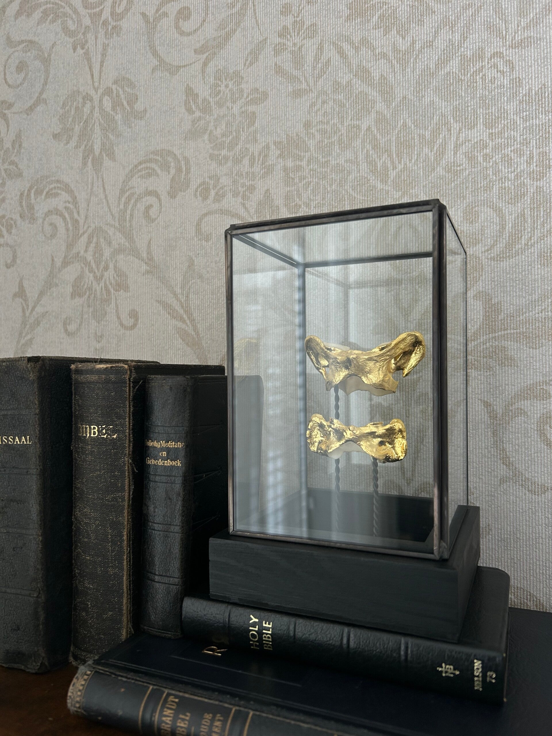 Fox & Capybara vertebrae in dome