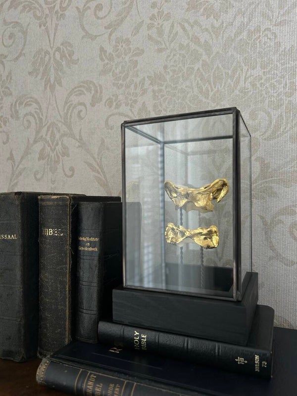 Fox & Capybara vertebrae in dome