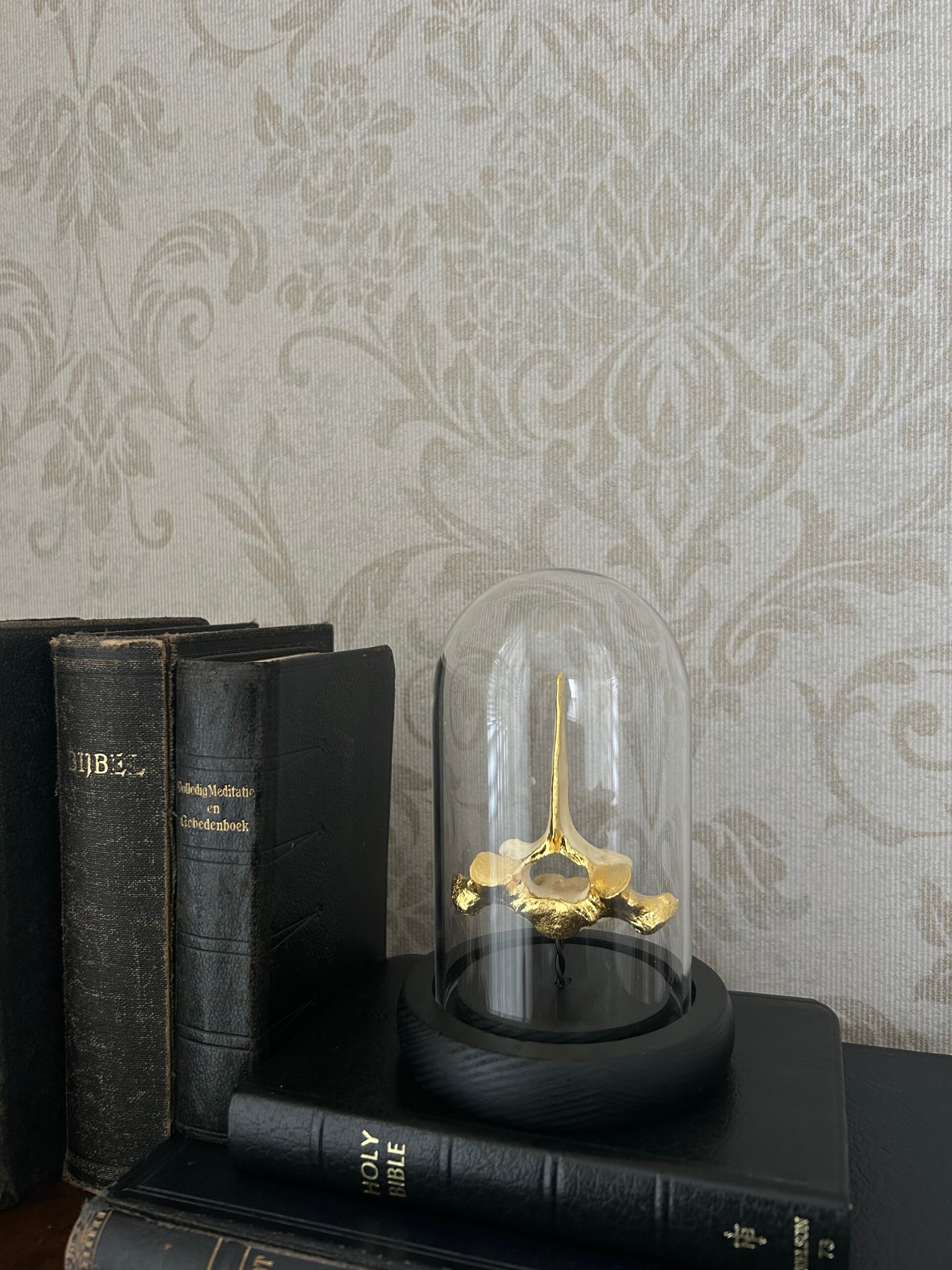 Capybara vertebrae in dome