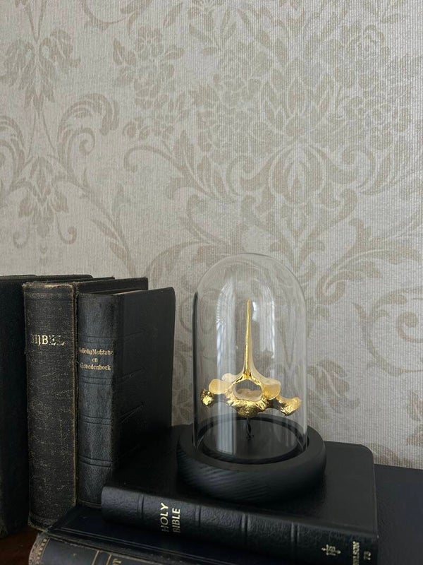 Capybara vertebrae in dome