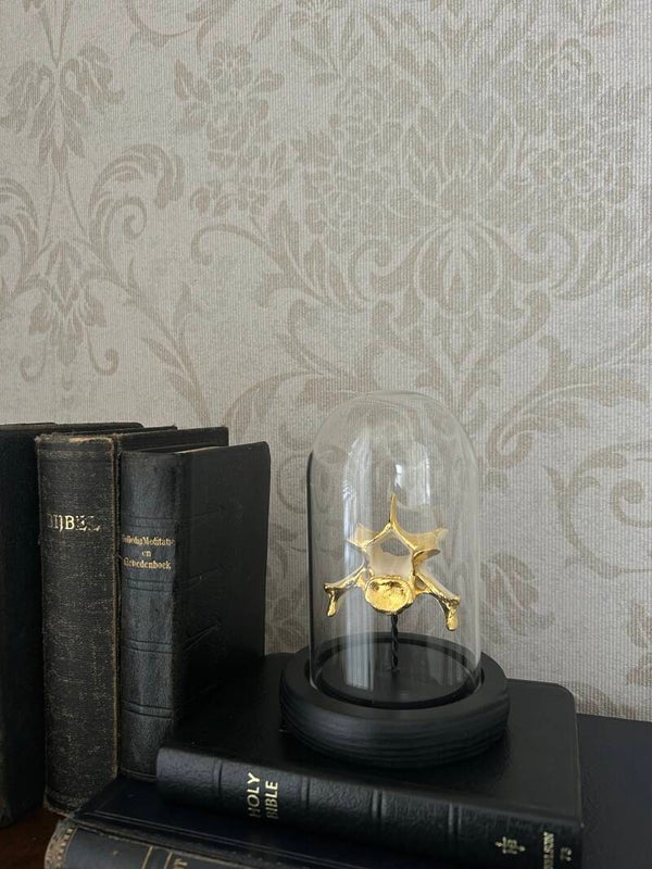 Capybara vertebrae in dome