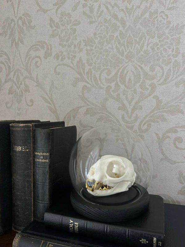 Cat skull in dome