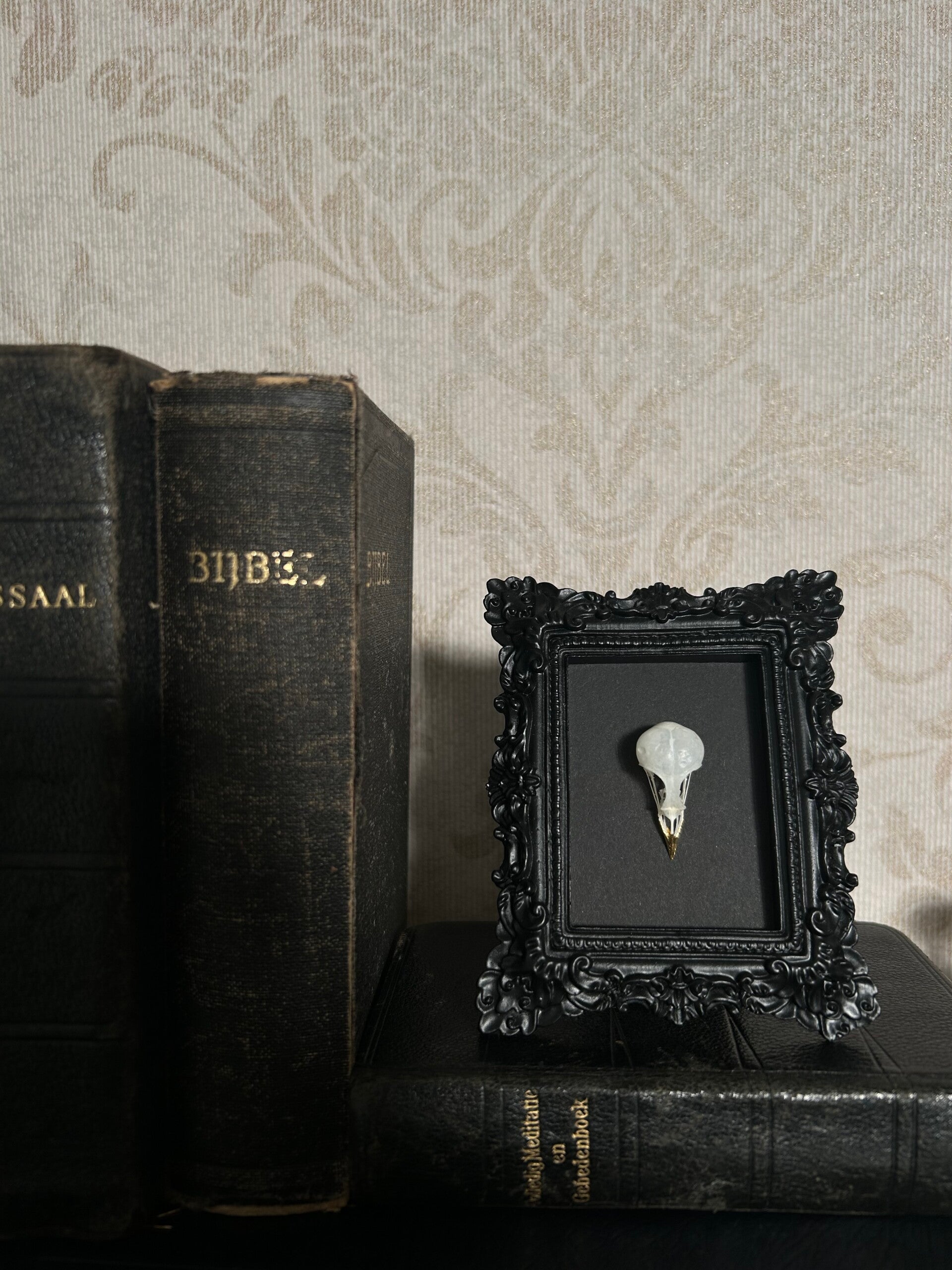 Bird skull in baroque frame
