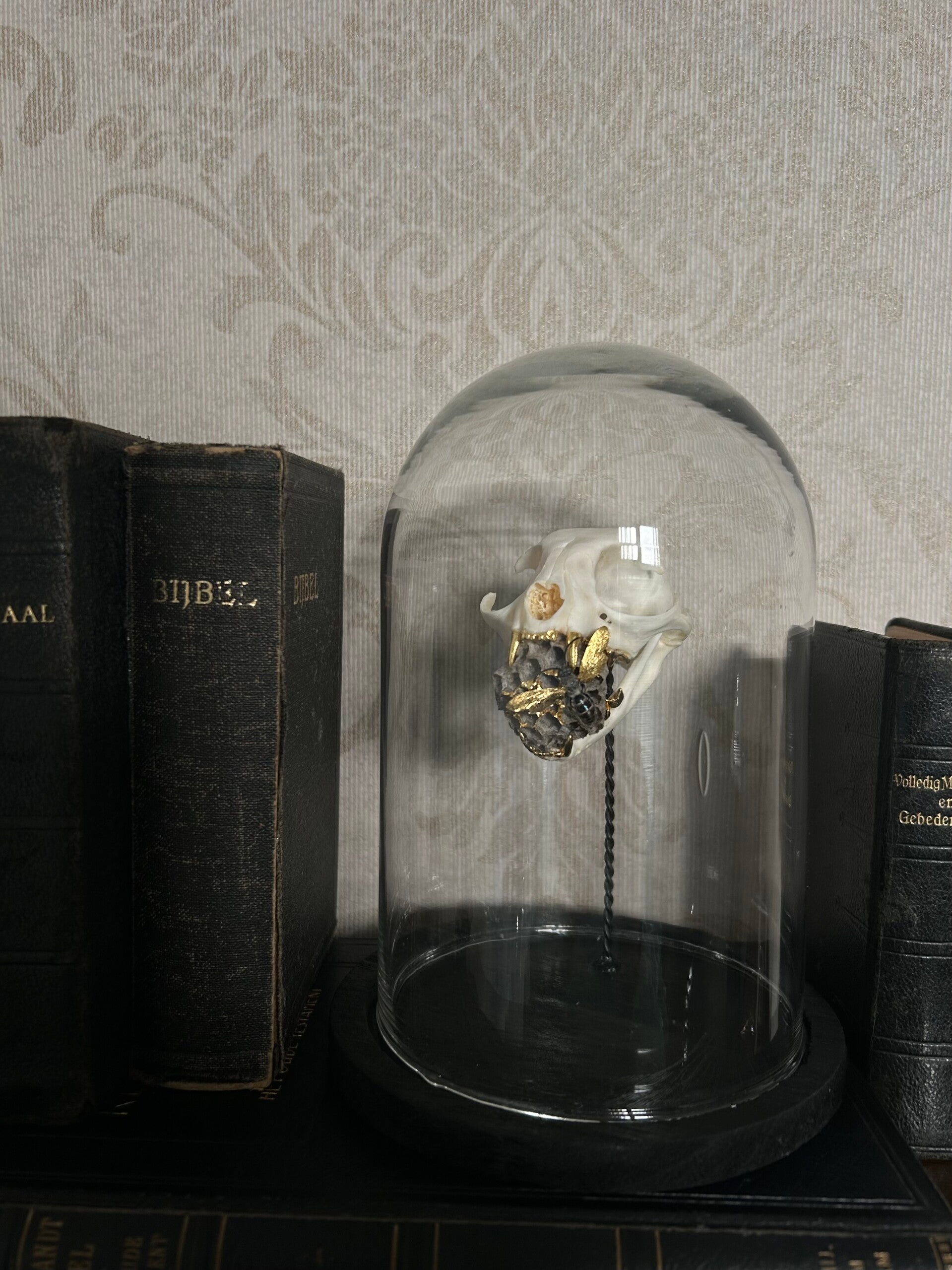 Cat skull with wasp and nest in dome