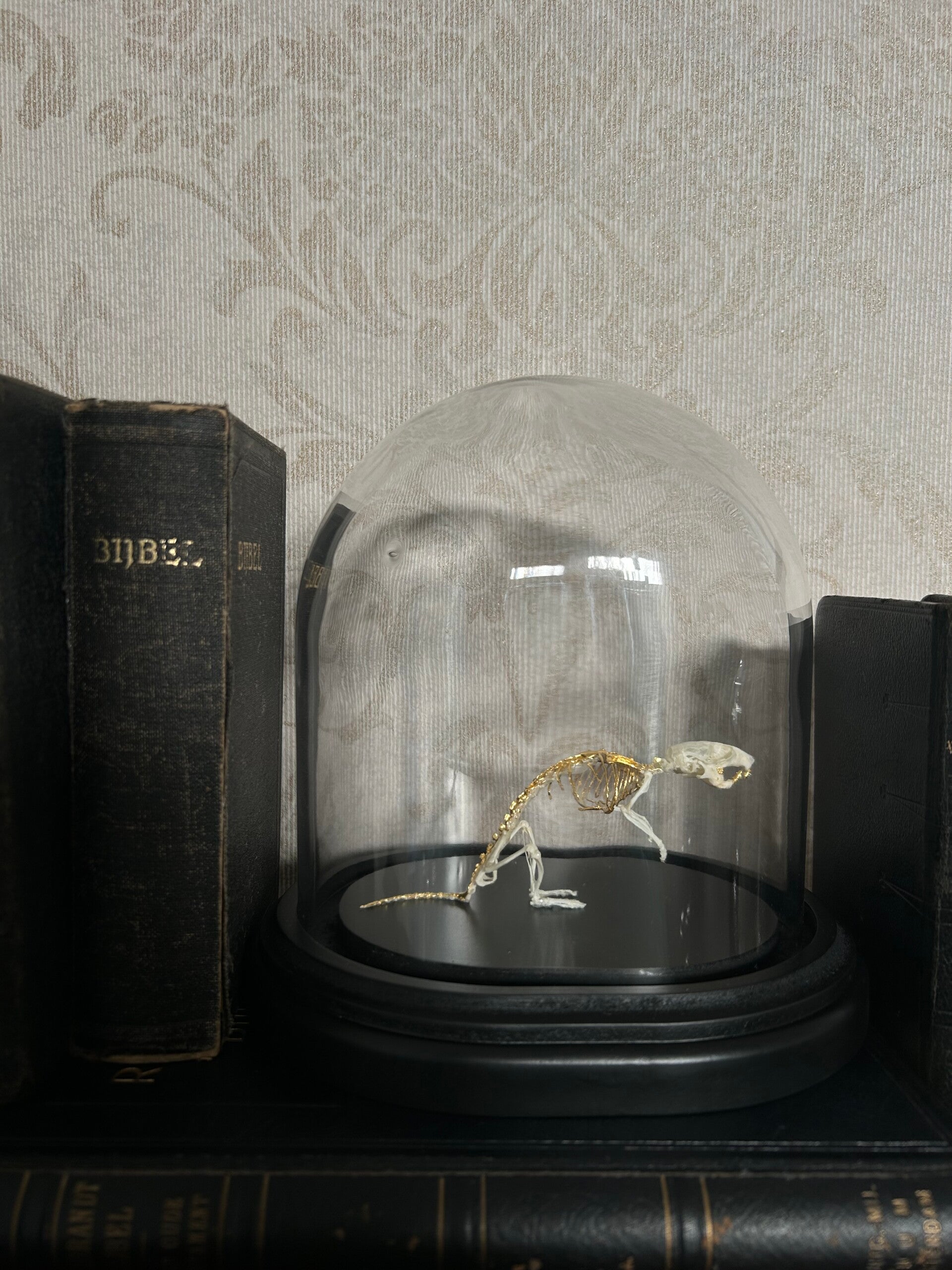 Mouse skeleton in dome