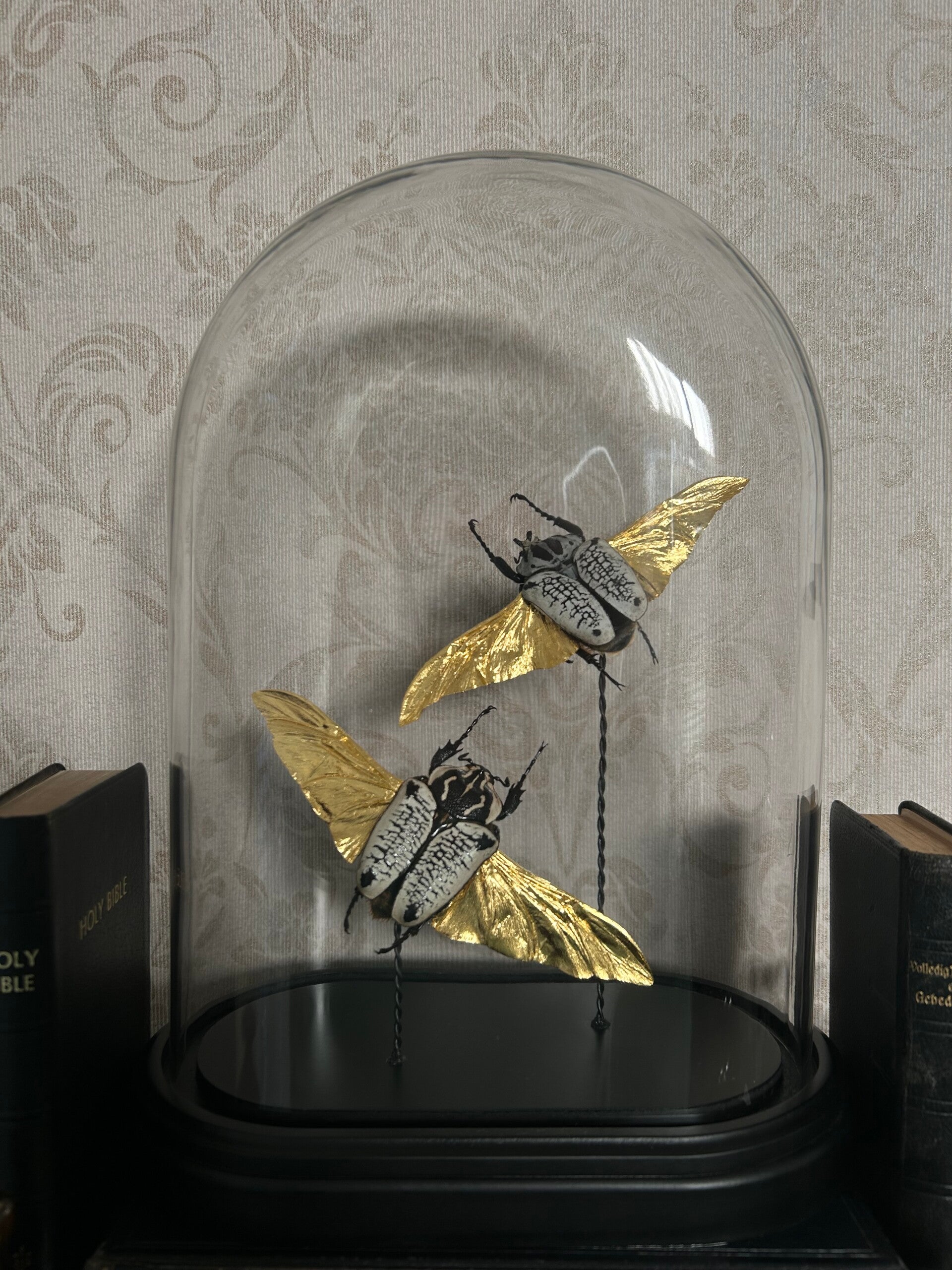 Goliath beetle couple in dome