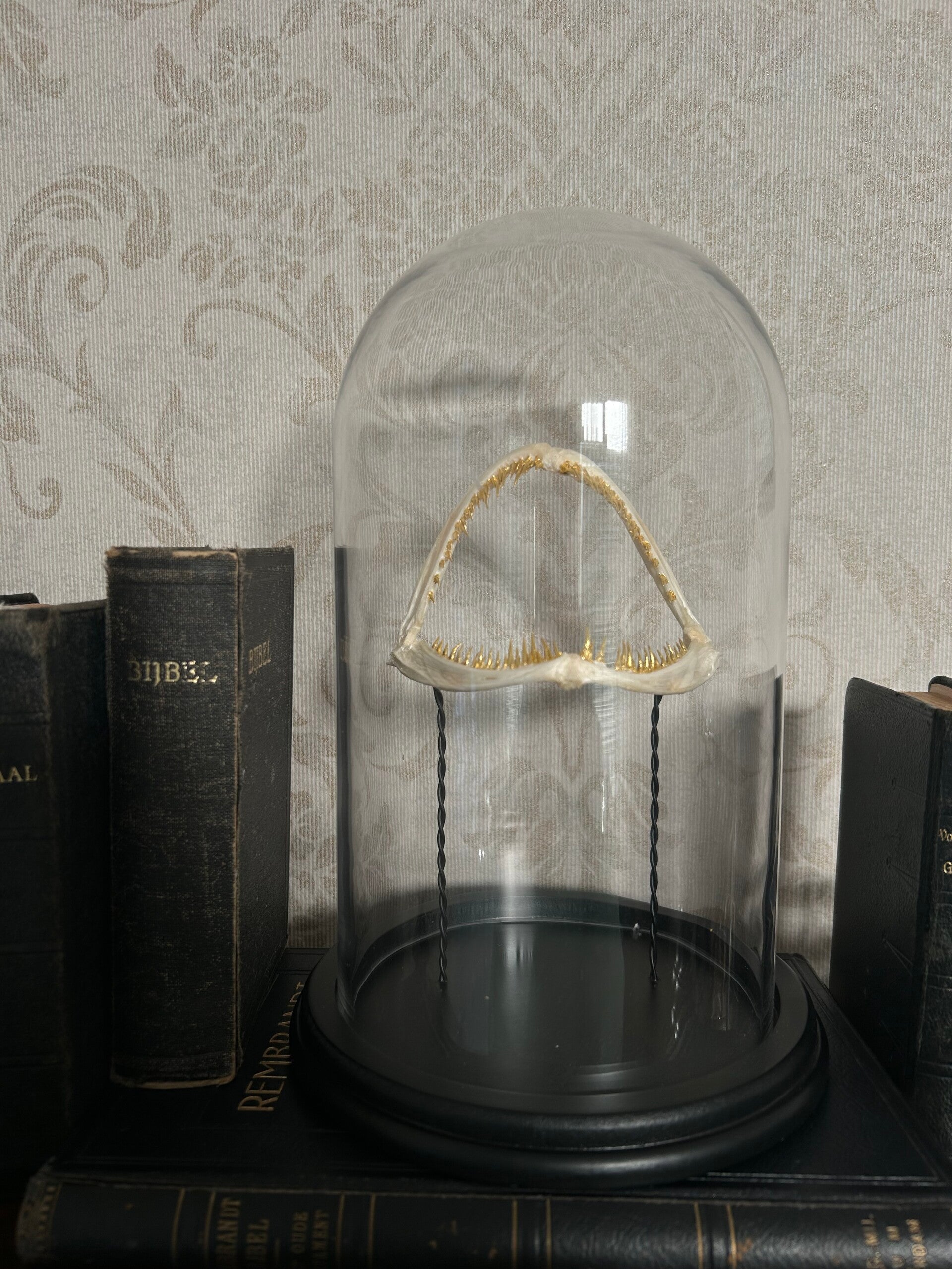 Sea Devil jaw in dome