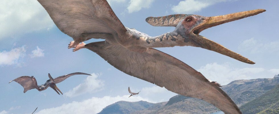Pteranodon