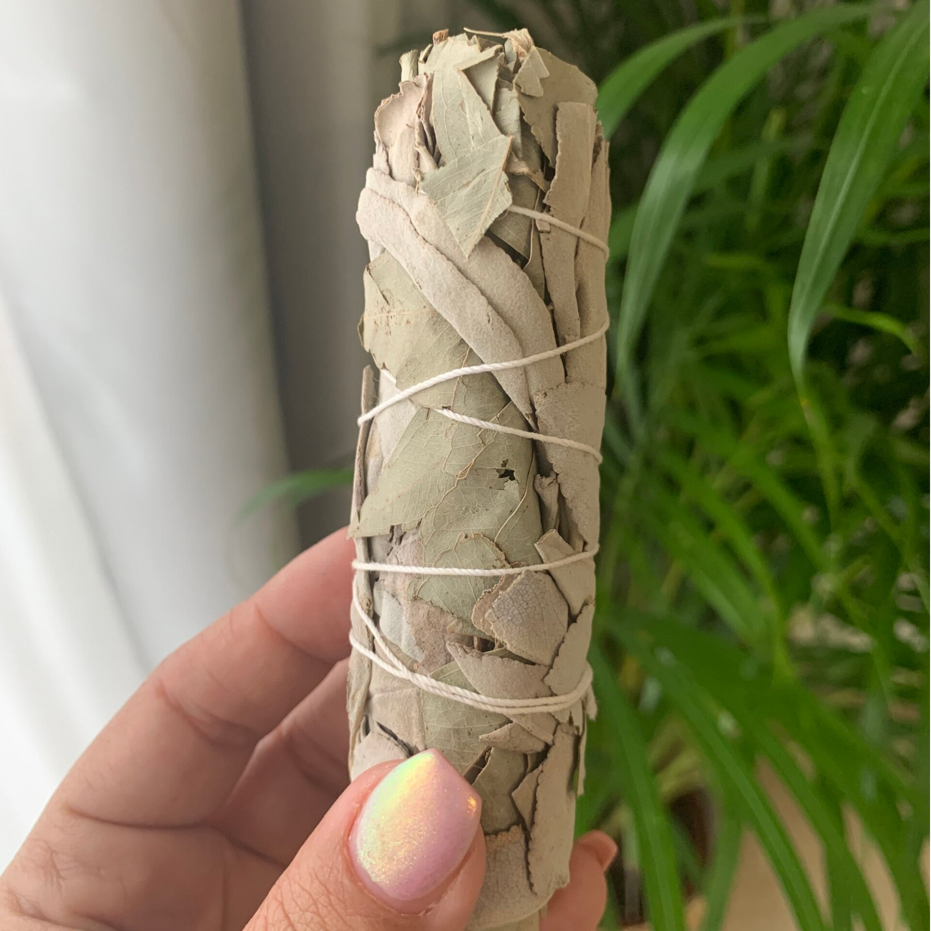White sage Smudge Stick