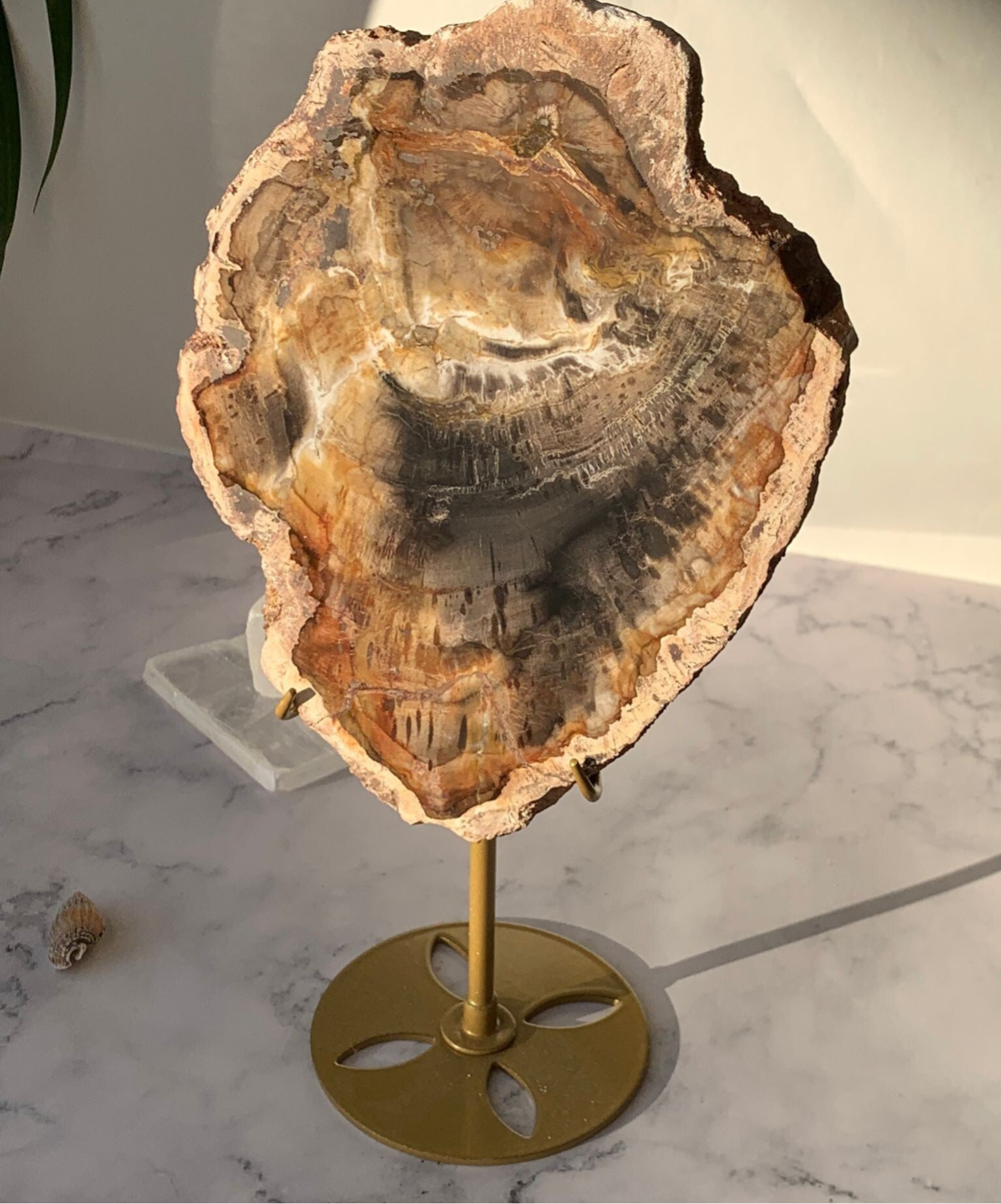 Petrified Wood slab on Stand