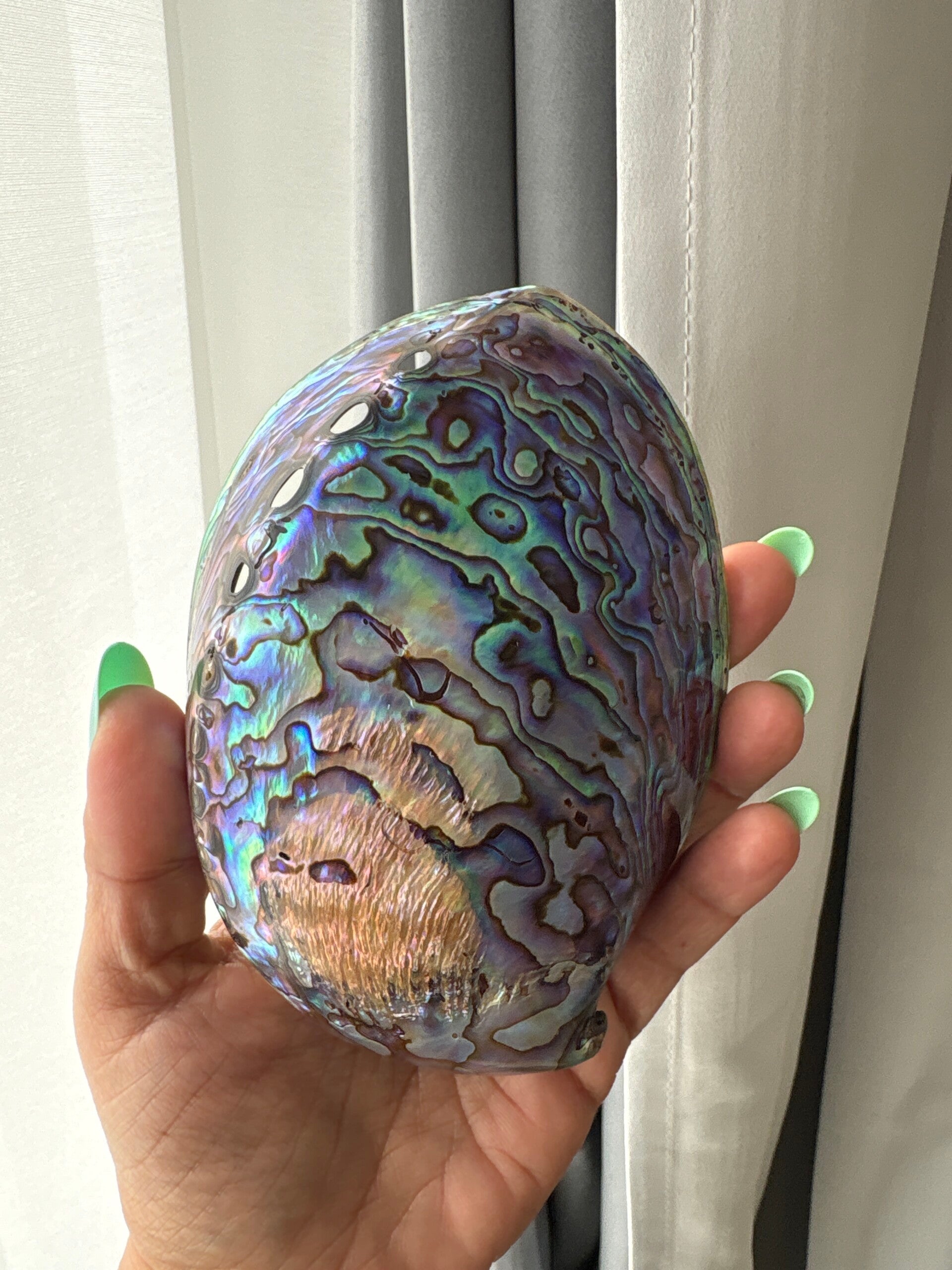 Paua Shell from New Zealand