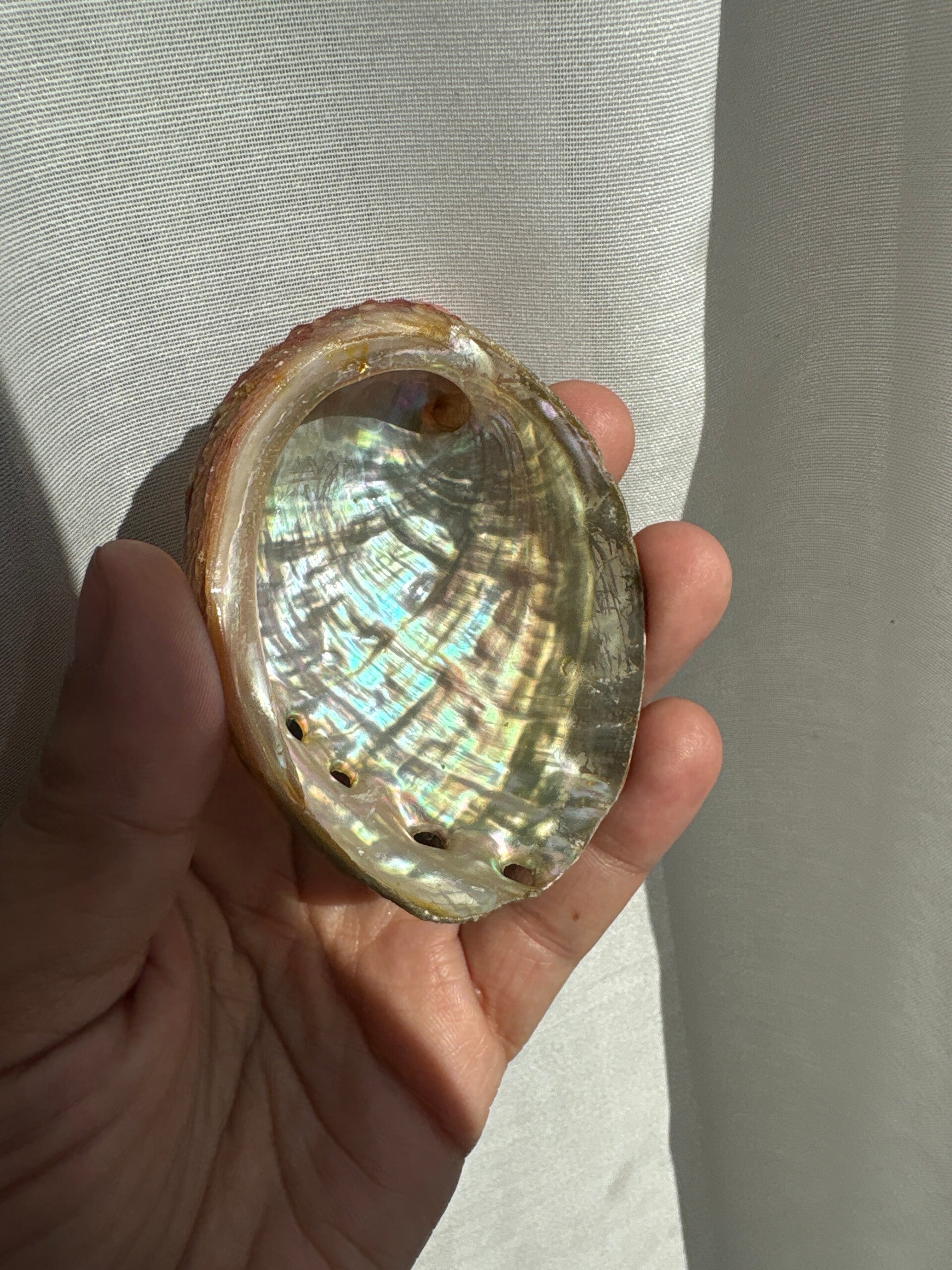 Abalone Shell mini