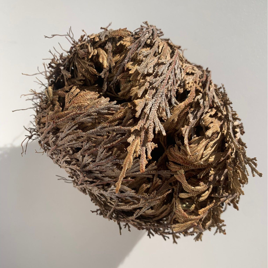 Rose of Jericho