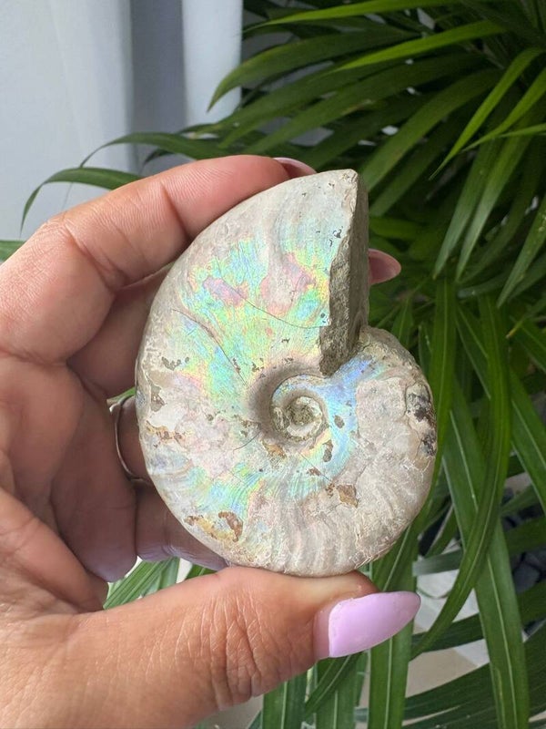 Ammonite