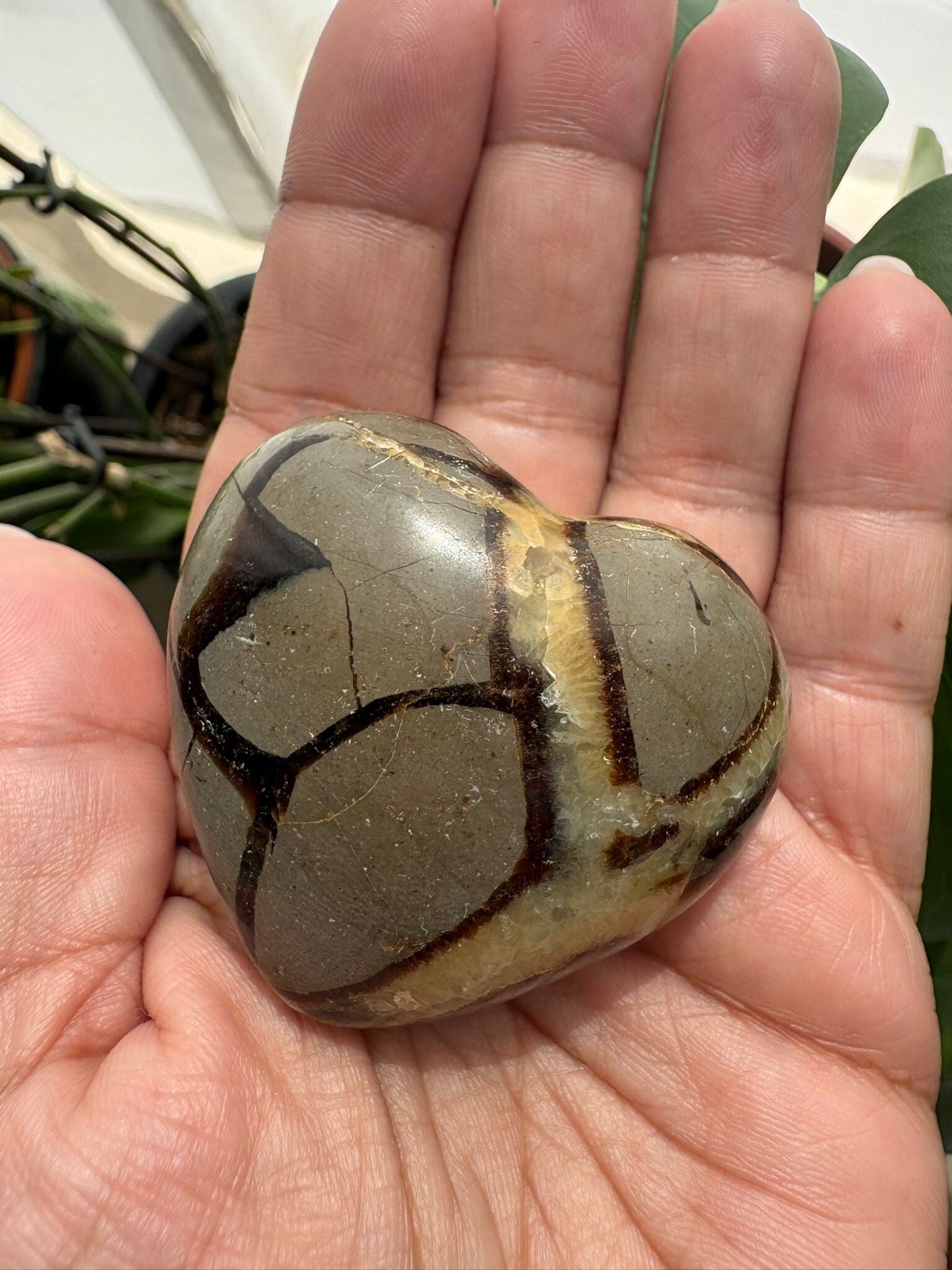 Septaria Heart Palmstone