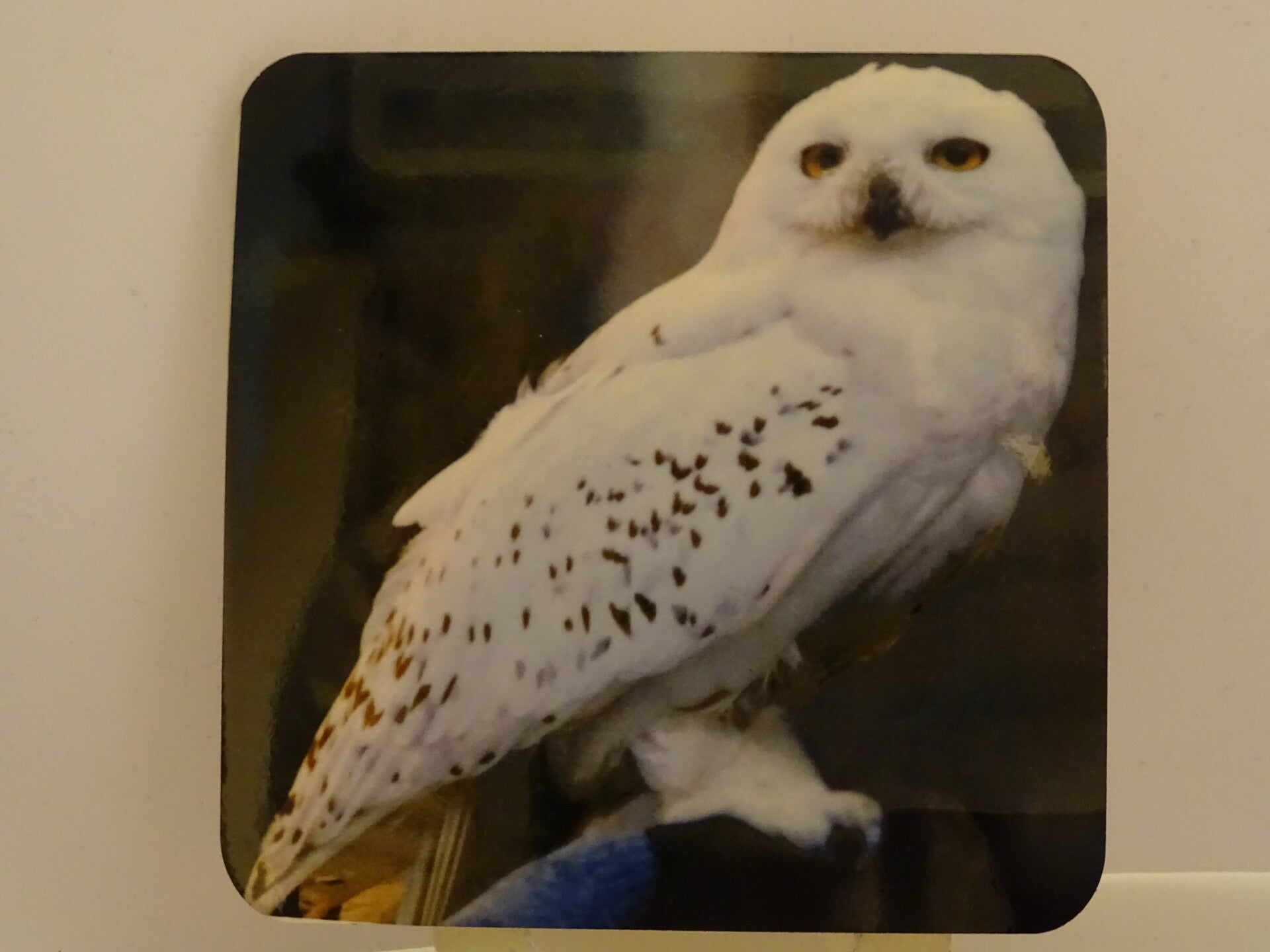 Coaster hard square Hedwig