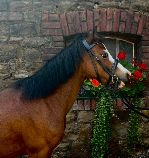 Ponyreiten für Kinder