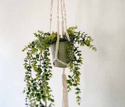 Workshop macramé plantenhanger