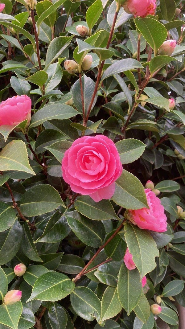 CAMELIA
