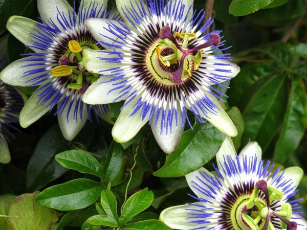 PASSIFLORA (PASSION FRUIT)