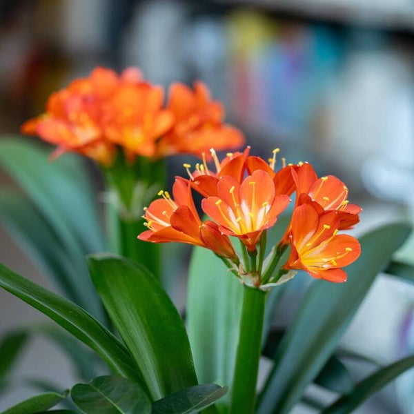 CLIVIA