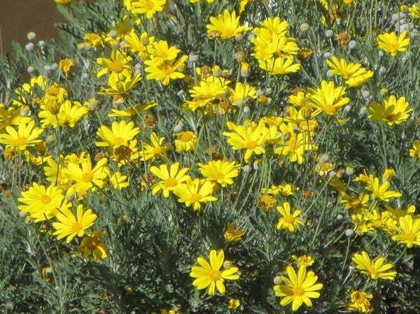 EURYOPS