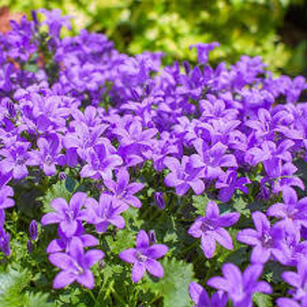 CAMPANULA