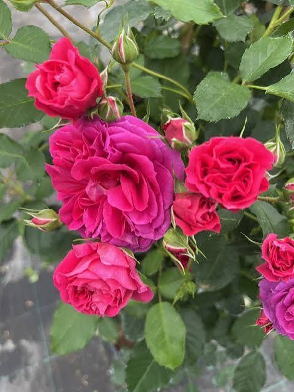 ROSA RAMPICANTE