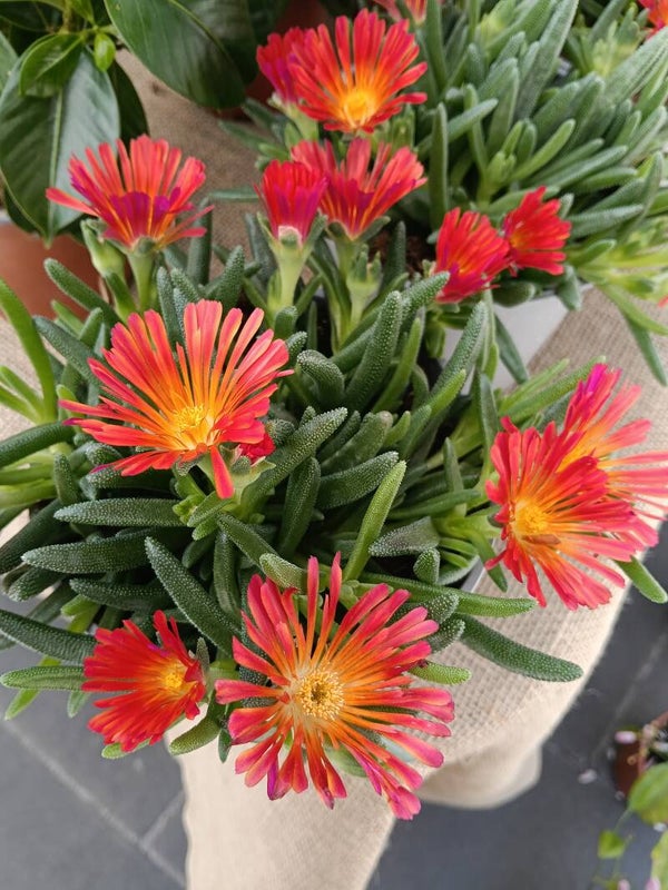 PIANTA DI MEZZOGIORNO