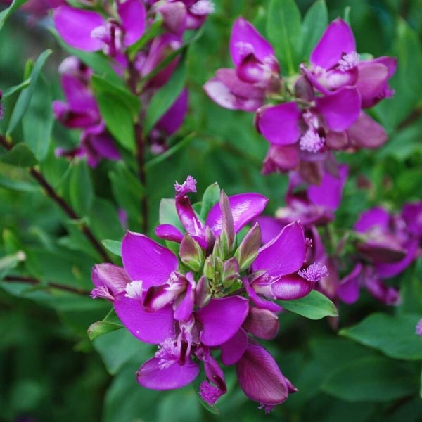 POLYGALA