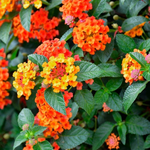 LANTANA CAMARA
