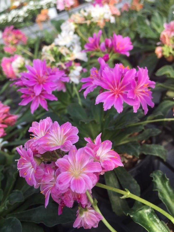 LEWISIA