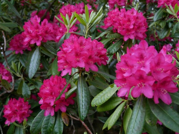 RHODODENDRO