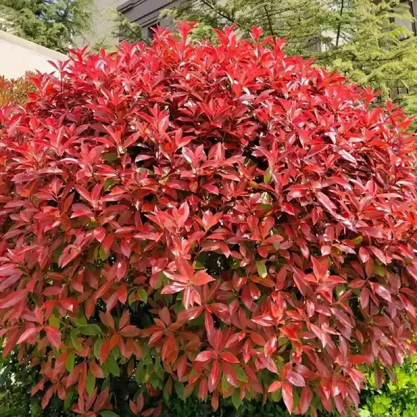 PHOTINIA