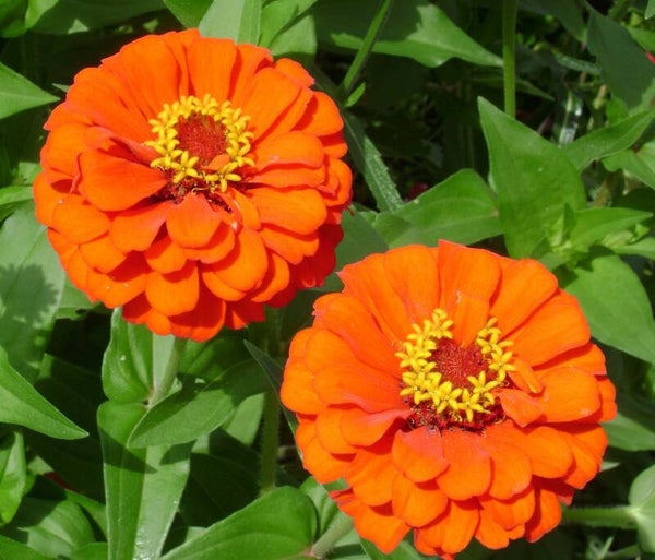 ZINNIA