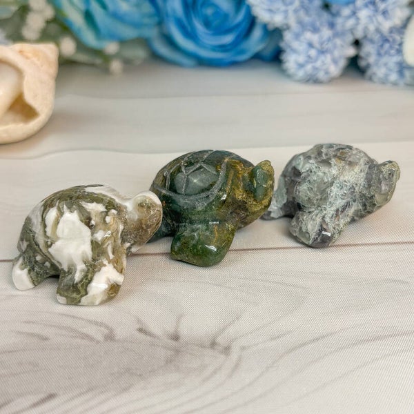 Moosachat Schildkröte