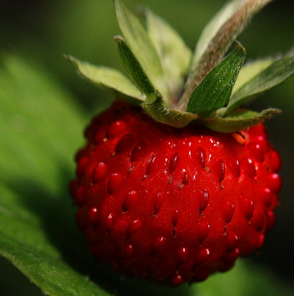 Fraise des bois