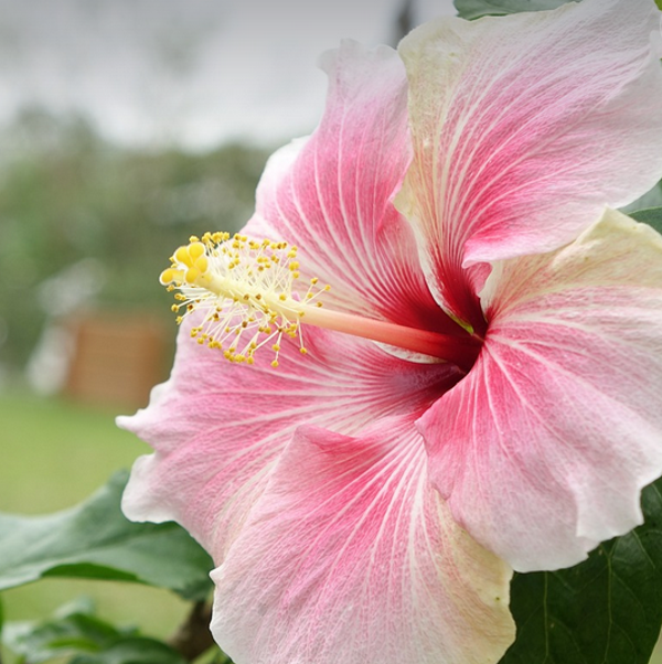 Hibiscus