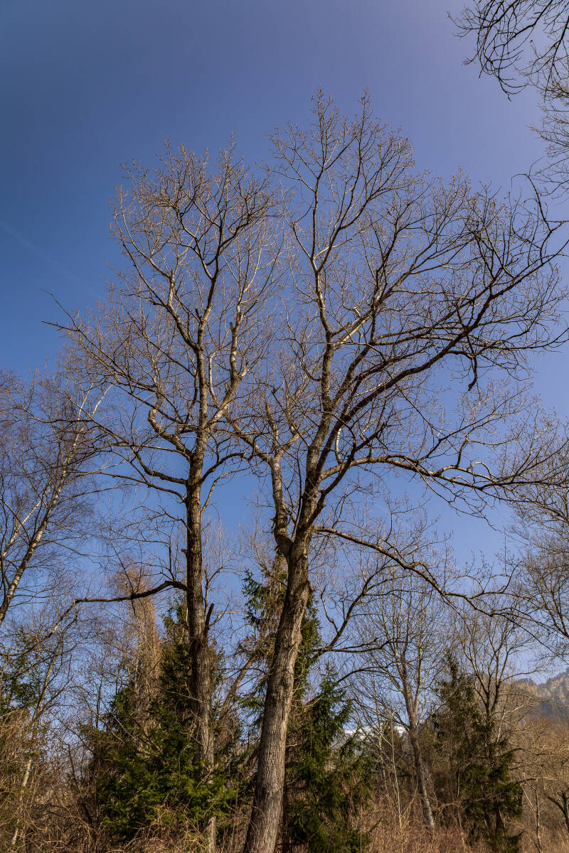 07-03-2026-08-standard.jpg
